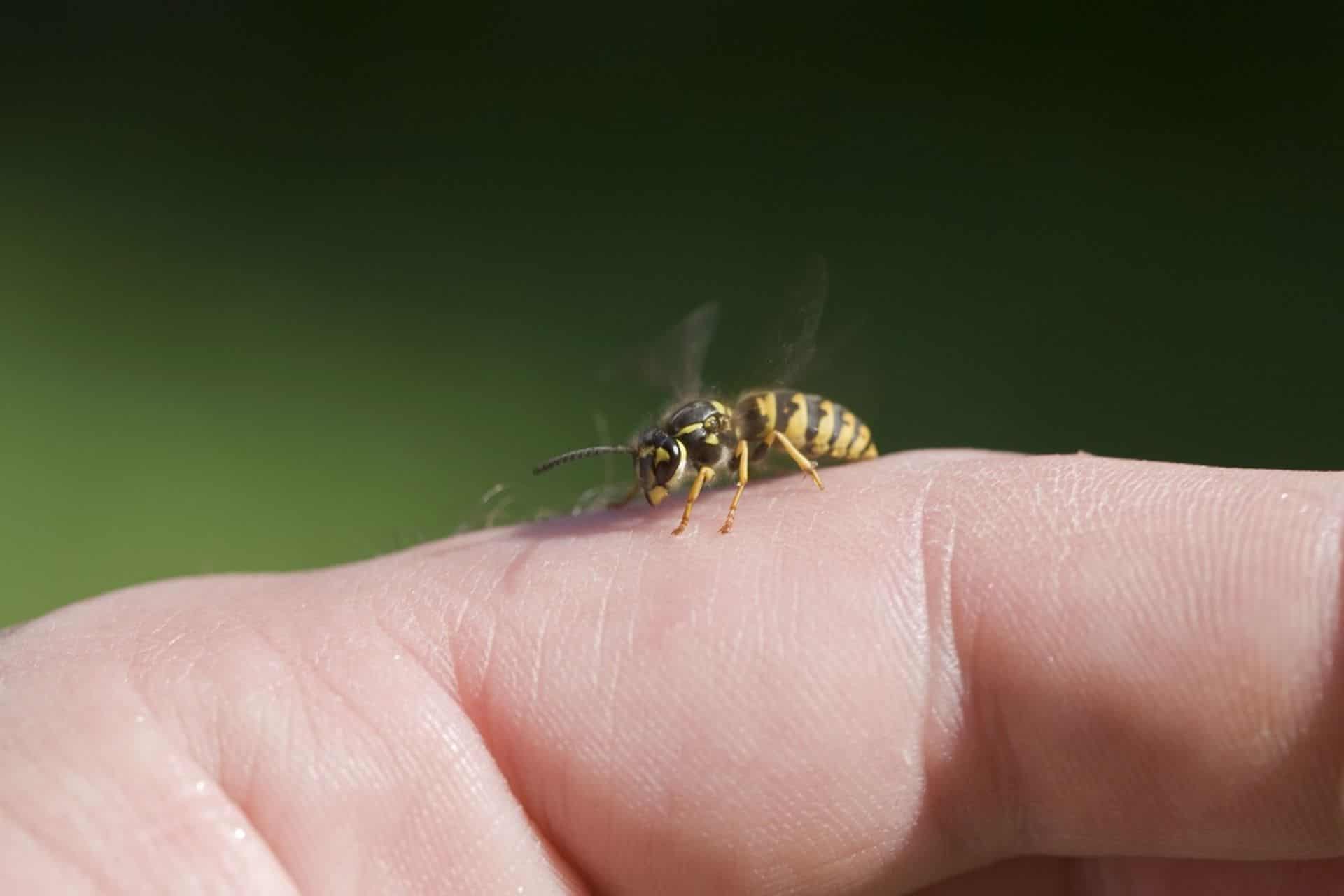 Wat doen als je kind werd gestoken door een wesp?