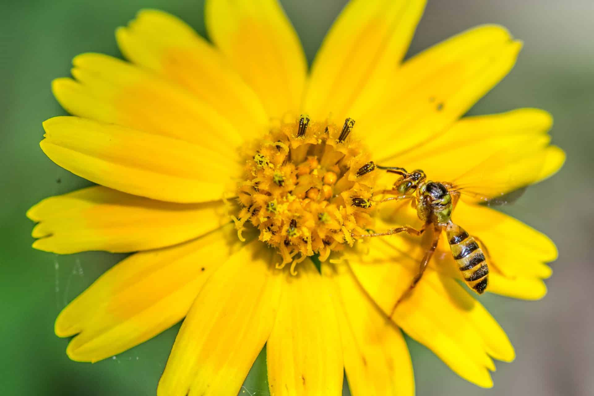 5 nuttige dingen die iedereen moet weten over wespensteken